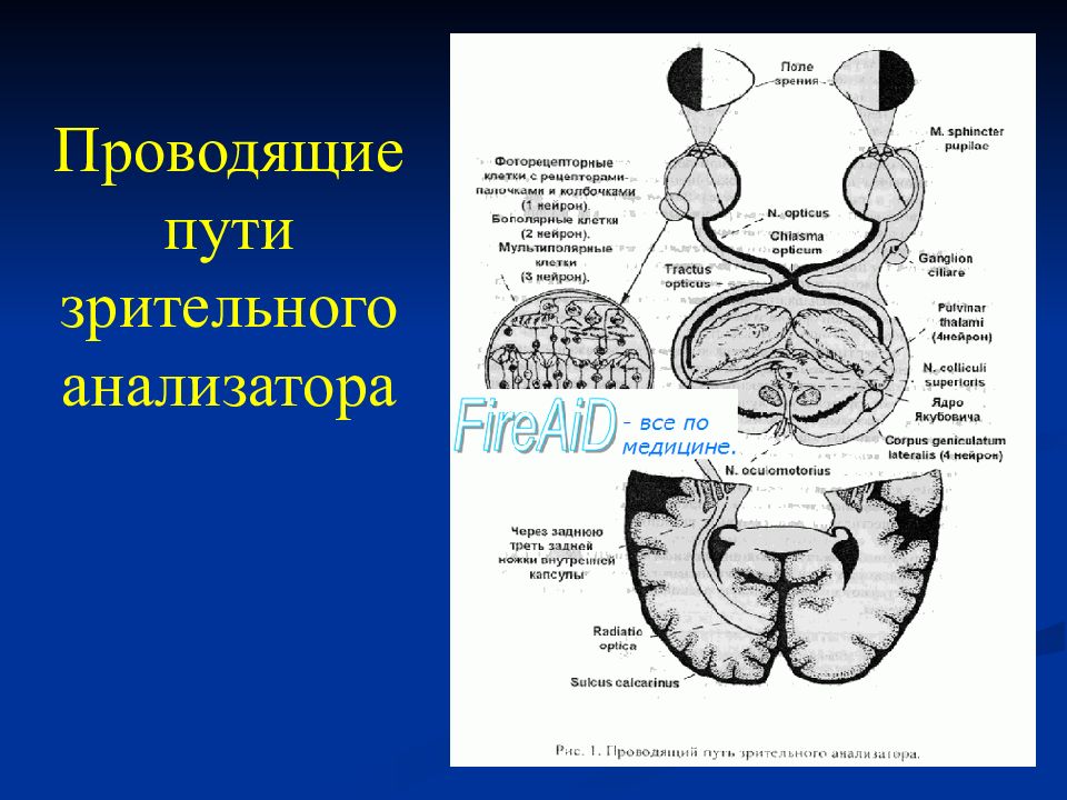 Проводящий путь зрительного анализатора. Проводящие пути зрительного анализатора физиология. Проводящий путь зрительного анализатора Гайворонский. Проводящий путь зрительного анализатора 1 Нейрон.