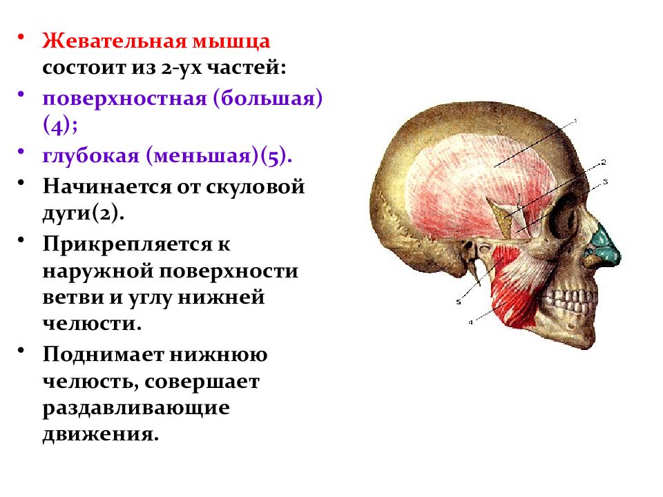 Скуловая дуга картинки