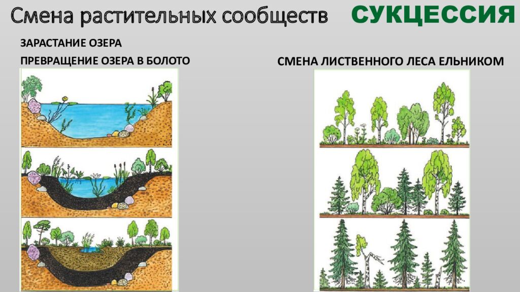 Структура растительного сообщества