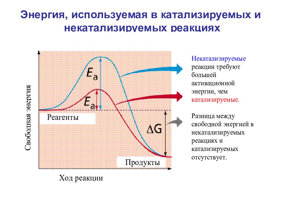 Схема ферментативной реакции. Энергия катализируемой и некатализируемой реакции. Типы катализируемых реакций ферментов. Энергетический профиль катализируемой реакции. Графики зависимости катализируемой ферментов реакции.