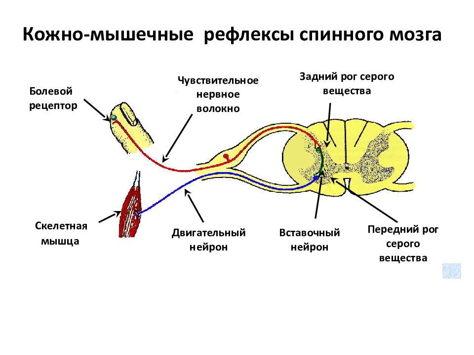 Буквой а на рисунке обозначен вставочный нейрон