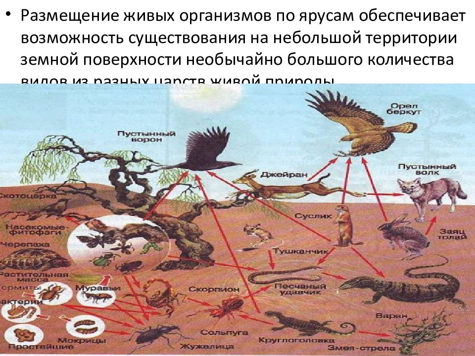 Управление живым организмом общества. Естественные сообщества живых организмов. Совместная жизнь организмов в природном сообществе 6. Биология 6 класс совместная жизнь организмов в природном сообществе. Живые организмы.