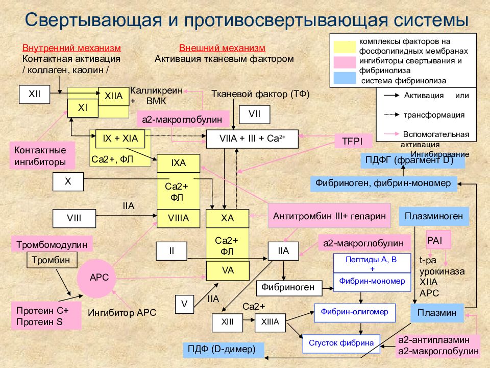 Свертывающая и противосвертывающая система крови презентация