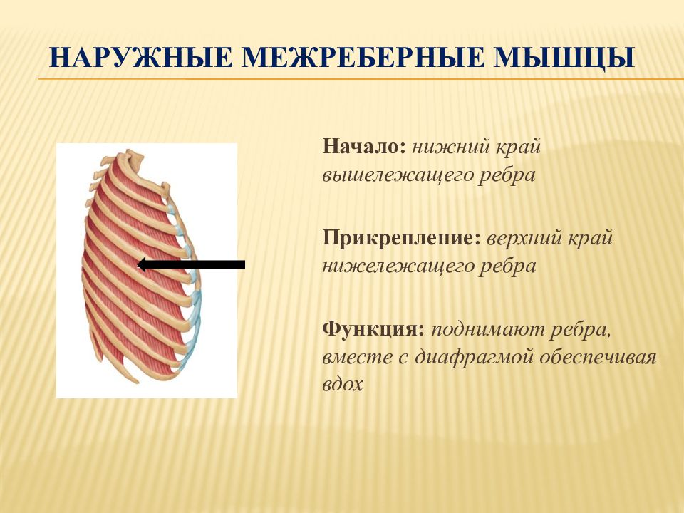 Межреберные мышцы диафрагма. Наружные и внутренние межреберные мышцы анатомия. Наружные межреберные мышцы функции. Межреберные мышцы начало и прикрепление. Наружние межрёберные мышцы.