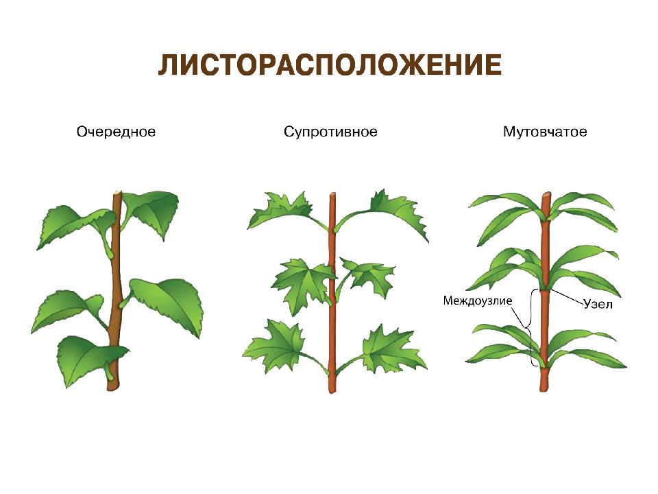 Какое листорасположение называют супротивным. Очередное супротивное мутовчатое листорасположение. Листорасположение 6 класс биология. Расположение листьев очередное супротивное мутовчатое. Мутовчатое листорасположение.