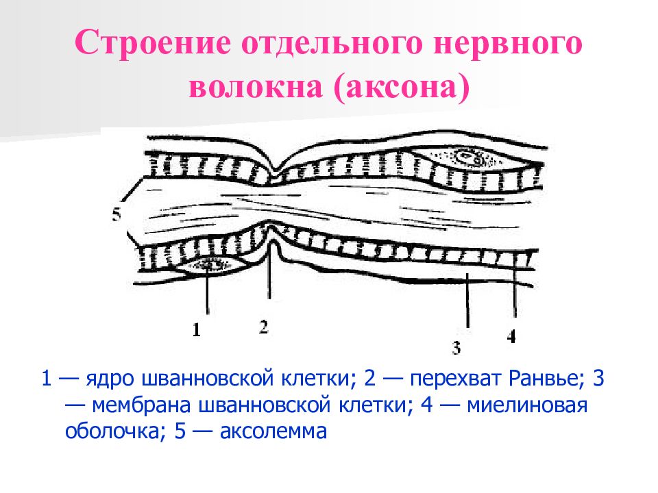 Строение нервного волокна рисунок