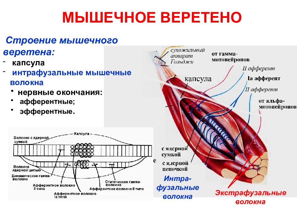 Нервно мышечное веретено схема