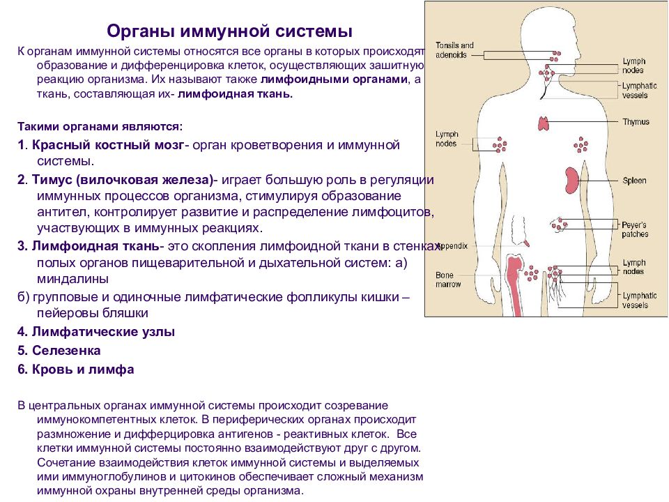 Лимфоидная ткань органы. Строение иммунной системы человека таблица. Иммунная система органы и клетки иммунной системы. Иммунная система строение и функции таблица. Иммунная система человека строение и функции.лекция.