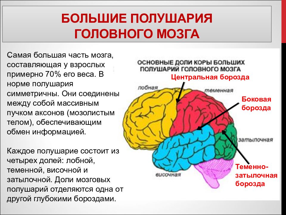 Физиология головного мозга презентация