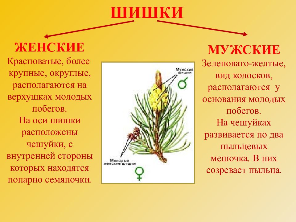 Мужские и женские шишки голосеменных