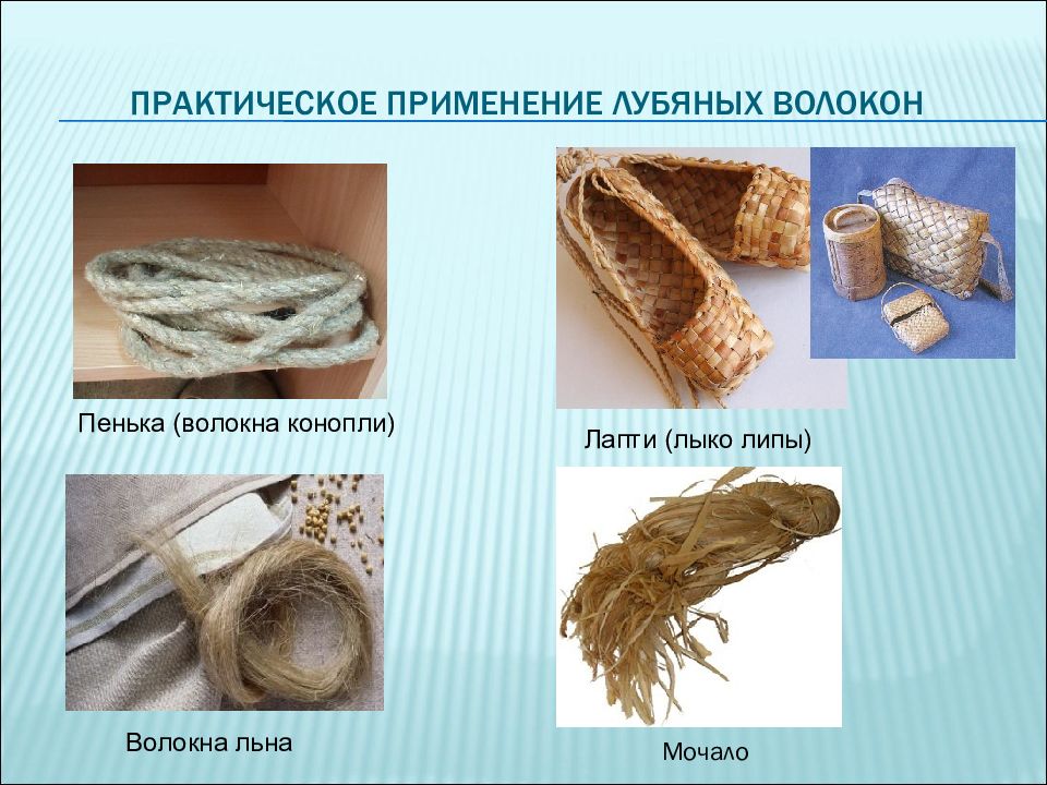 Какую функцию выполняют лубяные волокна у растений. Какую функцию выполняют лубяные волокна у растений