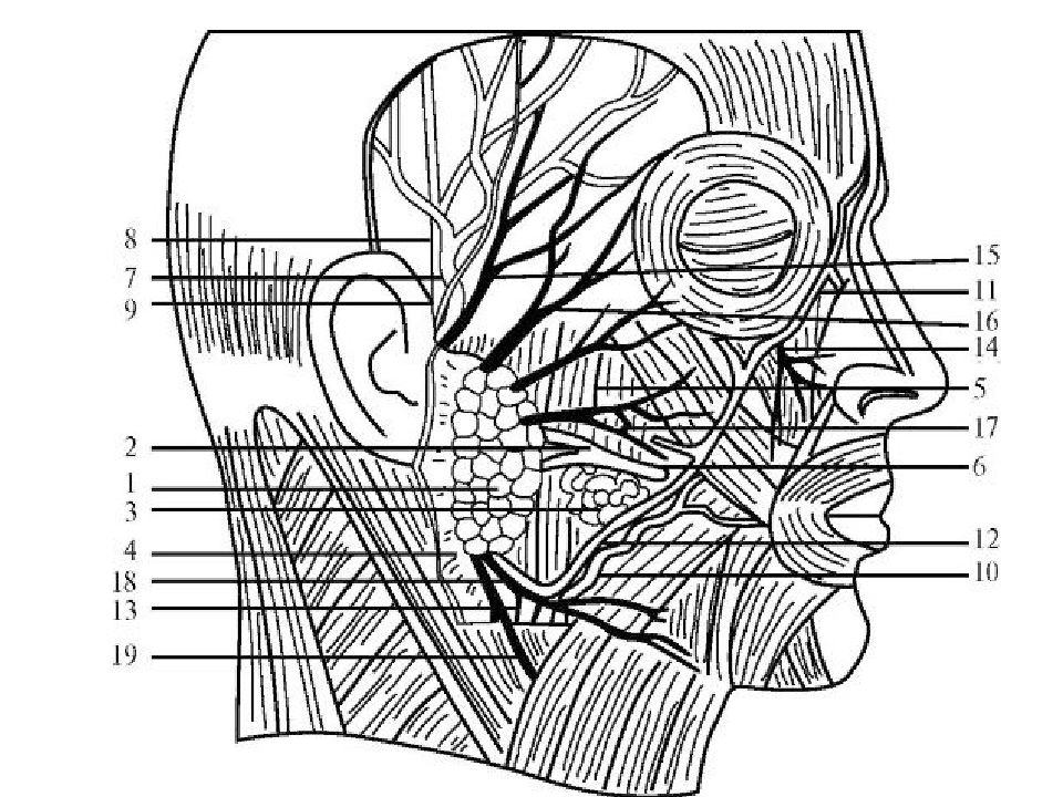 Область топографическая анатомия. Топографическая анатомия в области околоушной железы. Топография околоушно-жевательной области. Околоушно-жевательная область топографическая анатомия. Проток околоушной железы топография.
