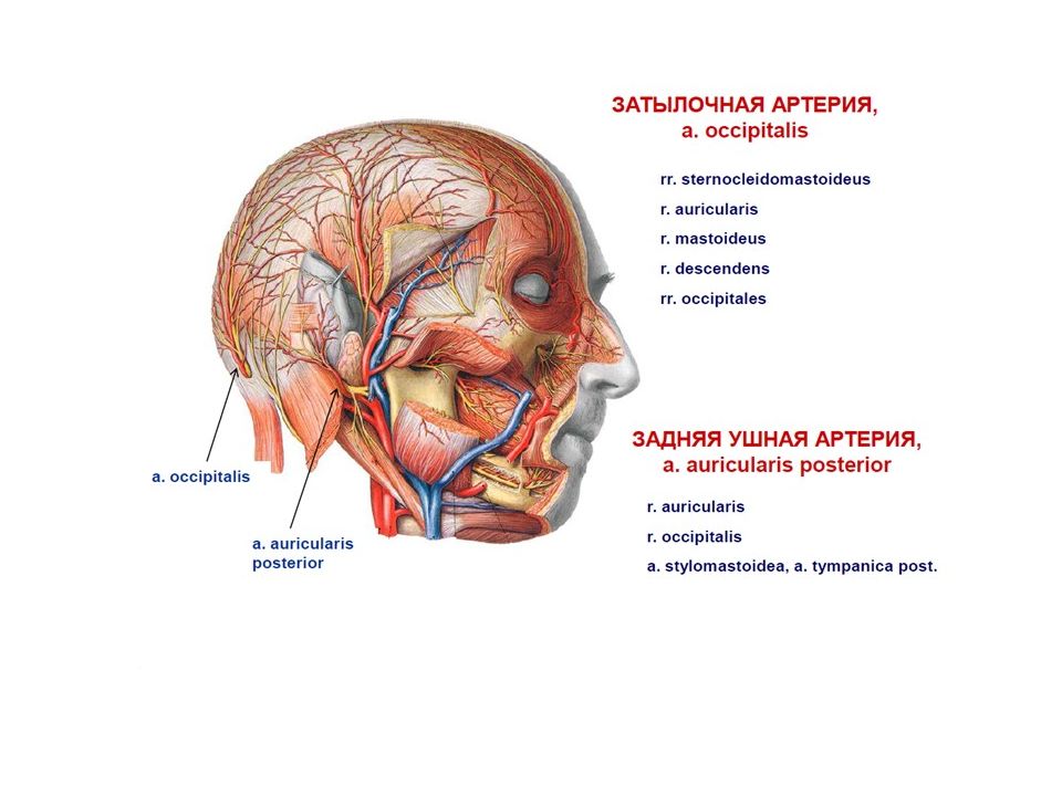 Артерии головы и шеи презентация