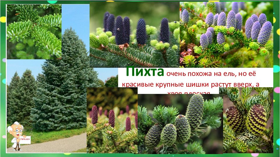 хвойные крыма с шишками. ель с шишками вверх. пихта кедр шишки. крымские деревья с шишками. какие шишки растут вверх.