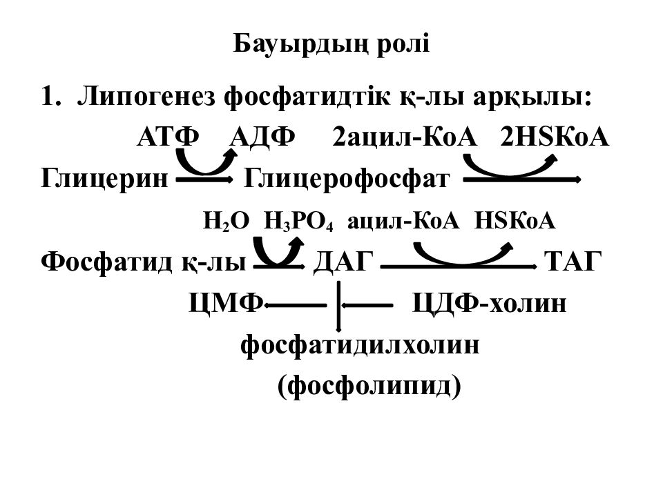 2 Ацил-KOA. Ацил КОА трансфераза гормонзависимая. Липогенез картинка. Ход реакций липогенез.