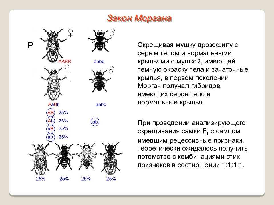 Сцепленное наследование презентация 10 класс