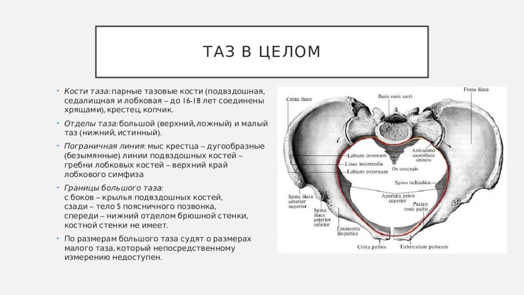 Функции малого таза. Таз в целом. Кости малого таза. Безымянные линии малого таза. Таз с акушерской точки зрения.