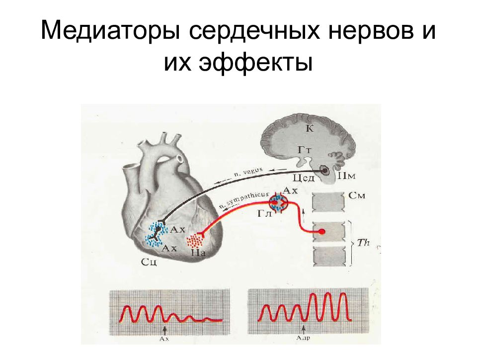 Сердечный нервный. Медиаторы сердца физиология. Эффекты сердца физиология. Медиаторы сердечной мышце. НМС физиология.