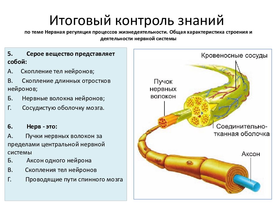 Описать нервную регуляцию. Нервная регуляция процессов жизнедеятельности. Уровни регуляции нервной системы. Морфологические особенности нервных волокон. Желчь нервная регуляция.