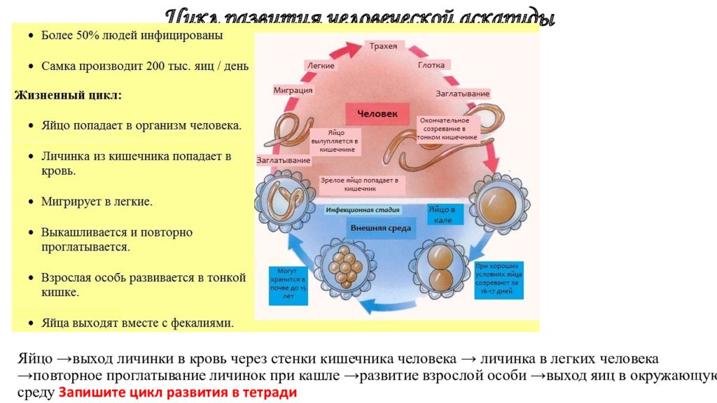 Практическая работа паразитические черви