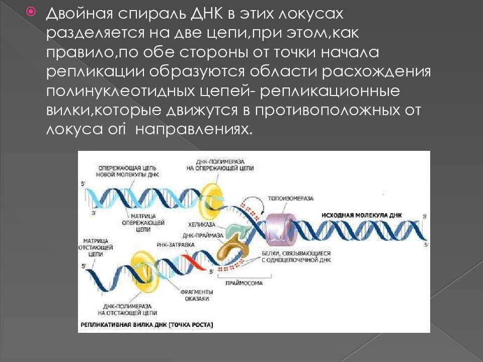 Днк 10. Репликация ДНК АТФ. Репликация ДНК 10 класс профильный. Репликация ДНК презентация 10 класс профильный уровень. Унирепликационный Тип репликации ДНК.