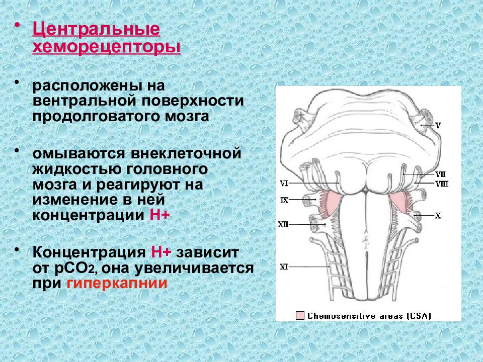 Дыхательный центр находится в продолговатом. Центральные хеморецепторы дыхания. Периферические хеморецепторы дыхания. Центральные и периферические хеморецепторы. Роль центральных хеморецепторов в регуляции дыхания.