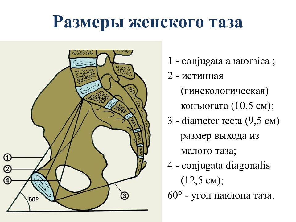 Размеры таза