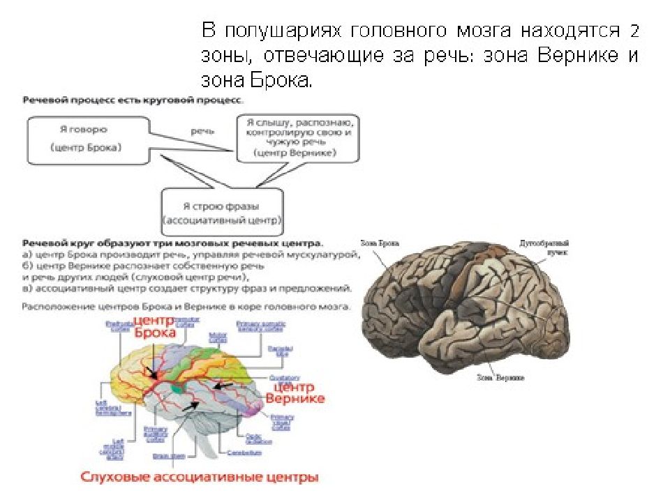Слуховая зона мозга расположена. Зоны головного мозга отвечающие за речь и мышление. Головной мозг центры речи и письма. Процесс письма зоны мозга. Интегративная деятельность мозга.