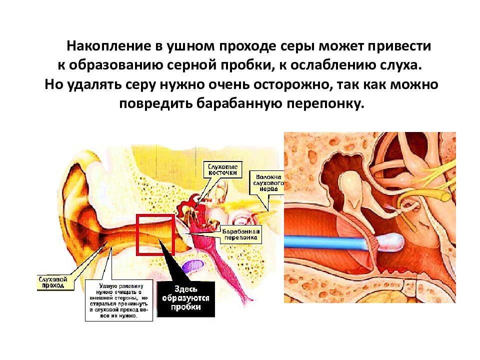 Ухо строение серная пробка. Строение уха человека серная пробка. Запах ромбической серы. Отомикоз серная пробка. Строение уха человека сера.