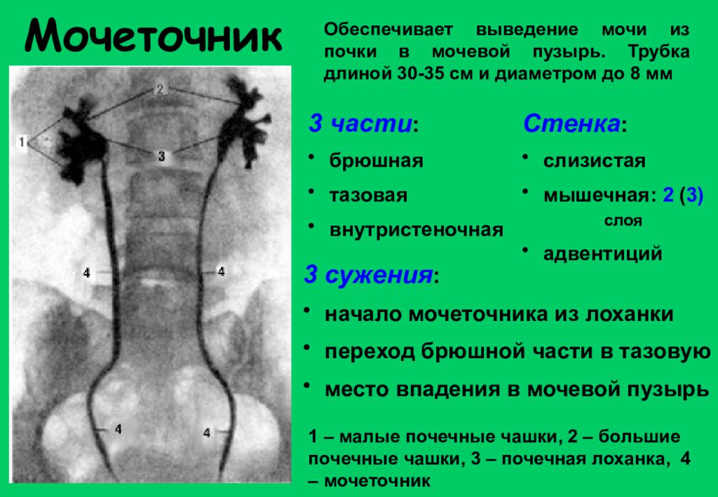 Мочеточник на картинке