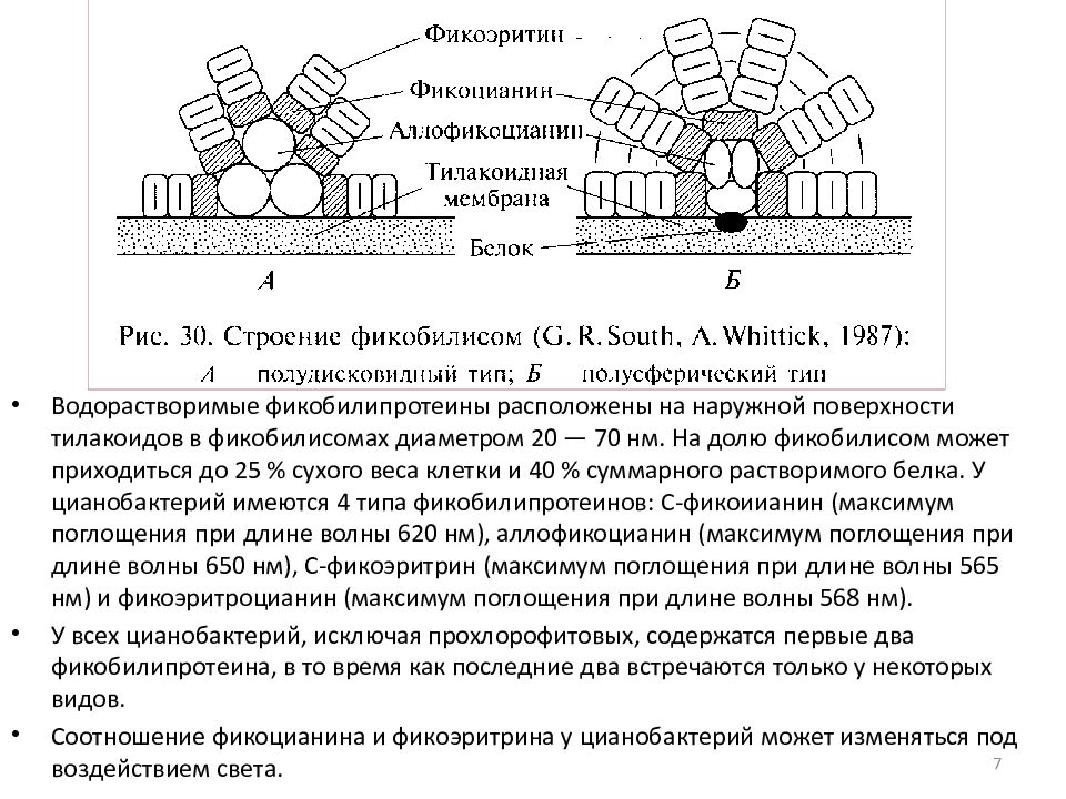 ПРОКАРИОТЫ Отдел сине-зеленые водоросли ( цианобактерии, хлороксибактерии, ПРОКАРИОТЫ Отдел сине-зеленые водоросли ( цианобактерии, хлороксибактерии,