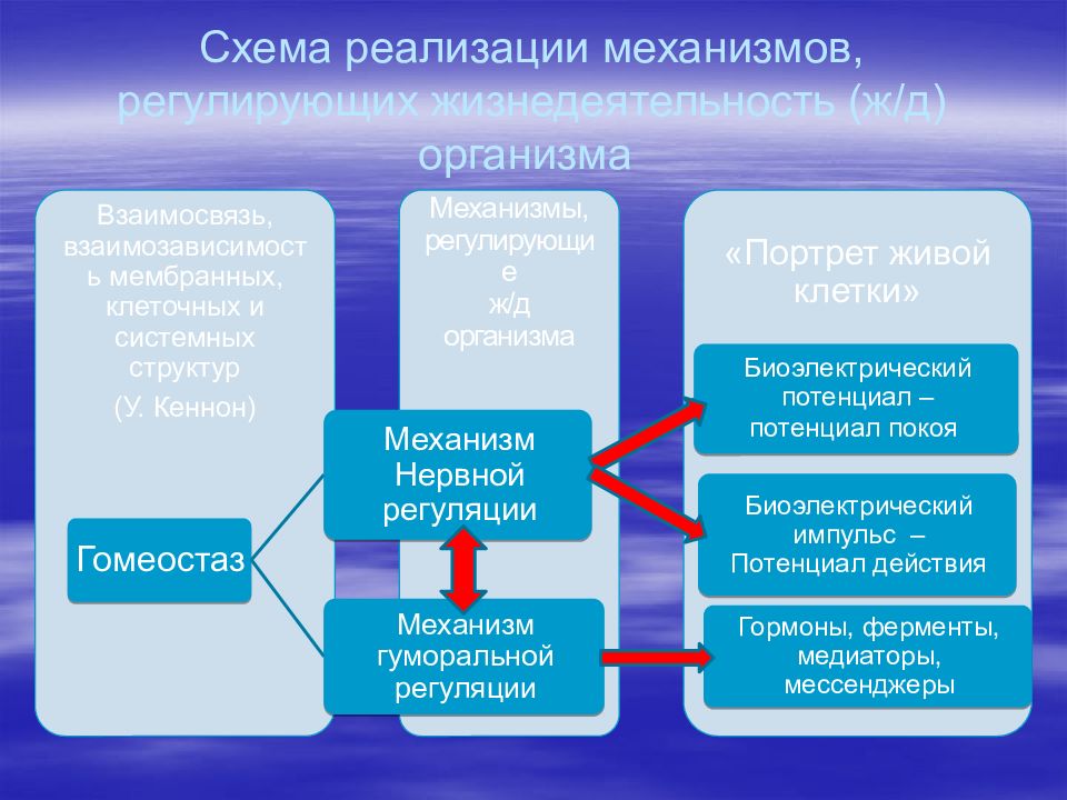 Механизмы гомеостаза. Механизмы регуляции гомеостаза. Механизмы поддержания гомеостаза физиология. Генетические, клеточные и системные механизмы гомеостаза.. Механизм саморегуляции гомеостаза.