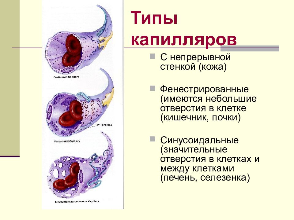 Классификация капилляров по строению стенки