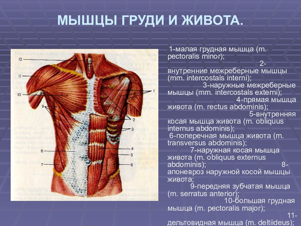 Мышцы грудной клетки человека фото