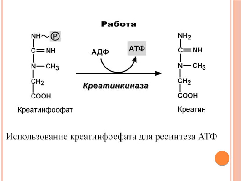 Обмен аминокислот