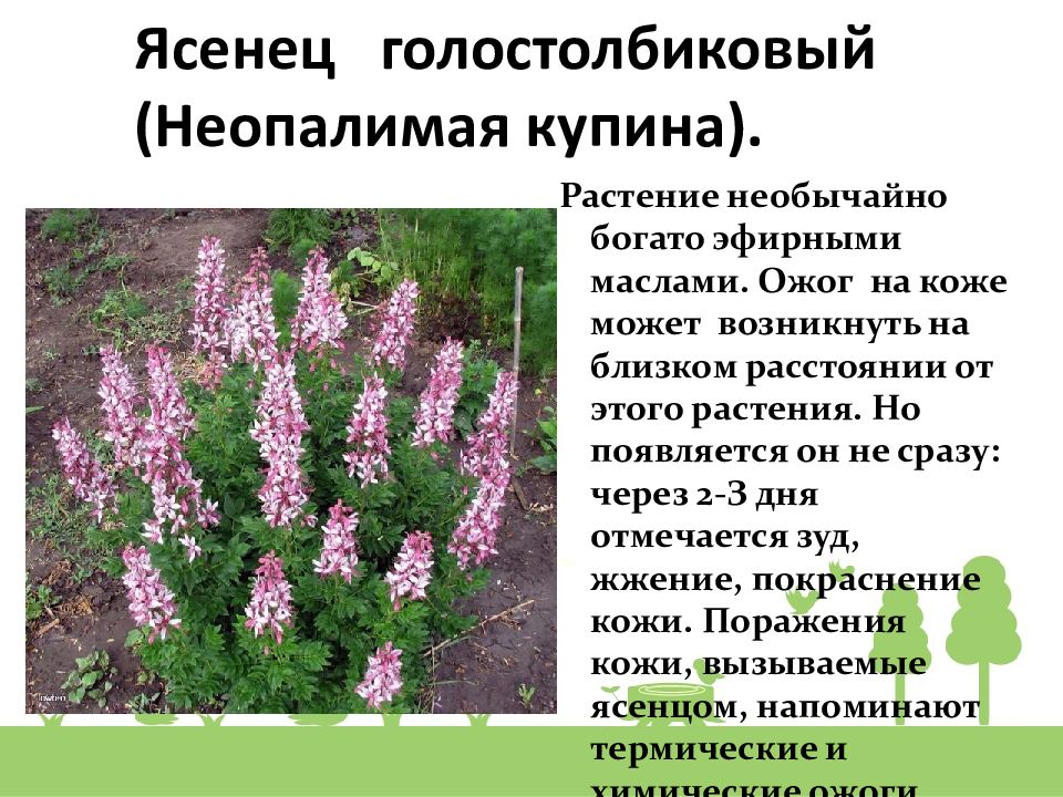 Купина растение фото описание. Цветок ясенец Неопалимая Купина. Цветок ясенец кавказский. Цветок ясенец кавказский ядовитый. Неопалимая Купина Купина цветок.