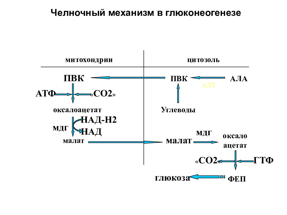 Синтез глюконеогенеза