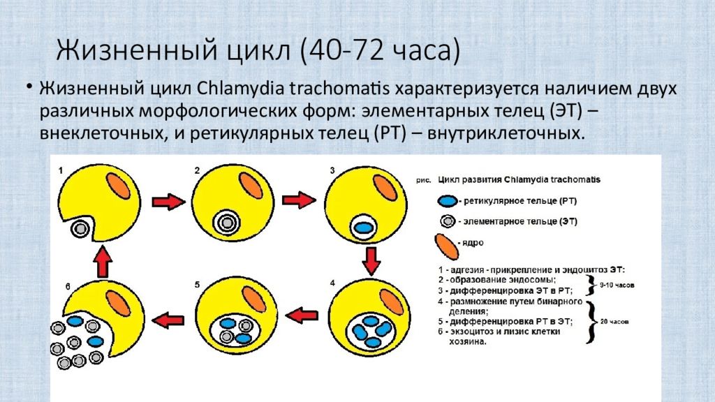 40 циклов. Хламидийная инфекция гинекология презентация ppt.