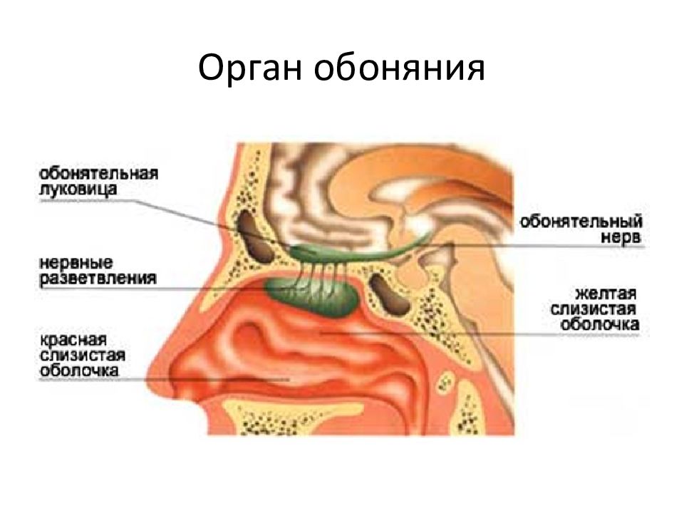 Презентация по анатомии обоняние