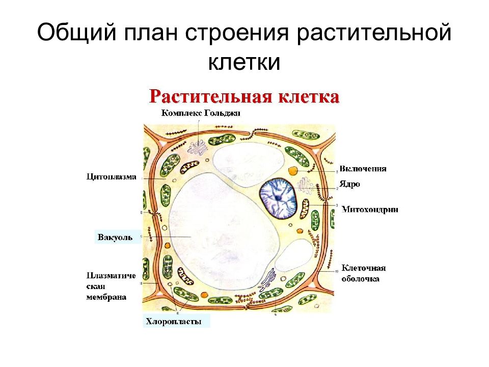 3 особенности строения растительной клетки