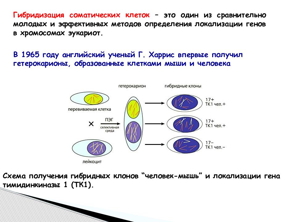 Гибридизация соматических клеток картинки