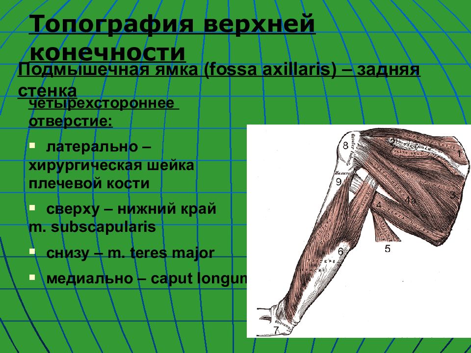 Подмышечная область анатомия. Топография Fossa axillaris. Трёхсторонней отверстие на верхней конечности. Подмышечная ямка границы стенки. Задняя стенка подмышечной ямки топографическая анатомия.