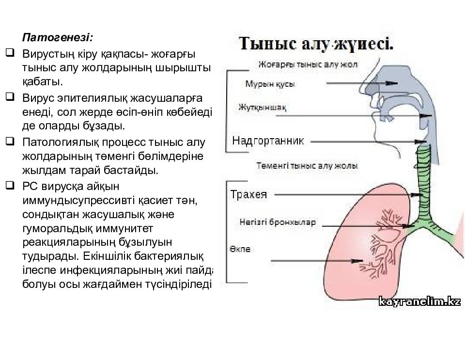 Тыныс алу презентация