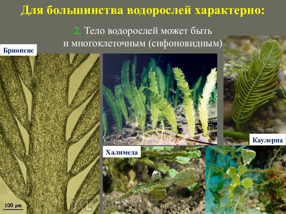 4 отдела водорослей. Что характерно для водорослей. Сифоновидные водоросли. Водоросли низшие растения. Низшие растения фото.