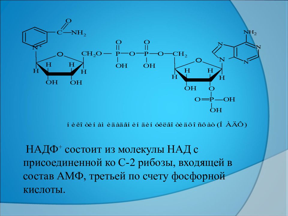 Рибоза входит в состав. Строение кофермента НАДФ+. Строение кофермента ПАЛФ. Окисленный НАДФ формула. Кофермент НАДФ формула.