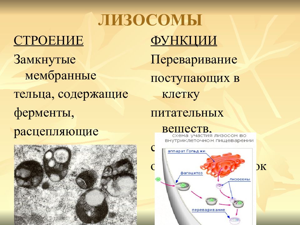В образовании лизосом клетки участвуют. Строение органоида лизосомы. Лизосома функции органоида. Лизосомы состав и строение и функции. Лизосомы строение органоида и функции.