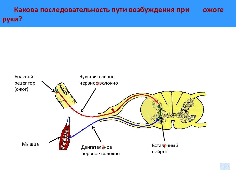 Схема нейронов спинного мозга