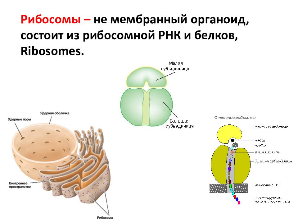 Наука о клетке. Рибосома строение рисунок. Функции рибосом 10 класс. Строение клетки растений рибосомы.