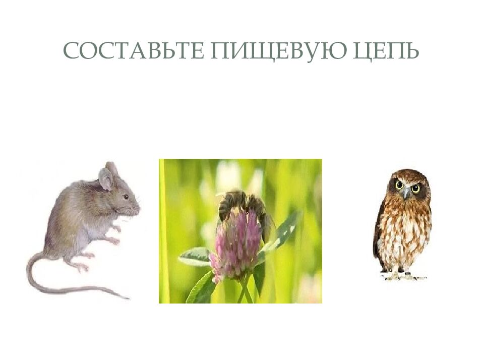 Составьте пищевую цепь