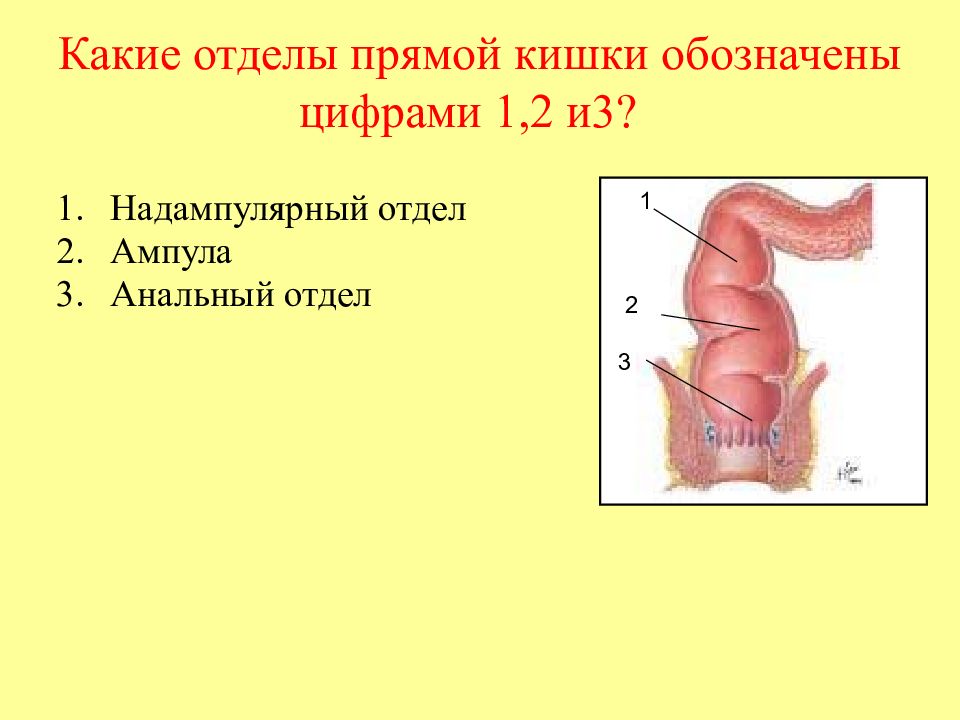 Какой отдел кишечника обозначен на рисунке зеленым цветом